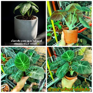 (ขาย ต้นพันธุ์) ต้น อโลคาเซีย แบลคเวลเวท ใบกำมะหยี่ Alocasia Black Velvet ต้นอโลคาเซีย ไม้ไทยดอกหอม