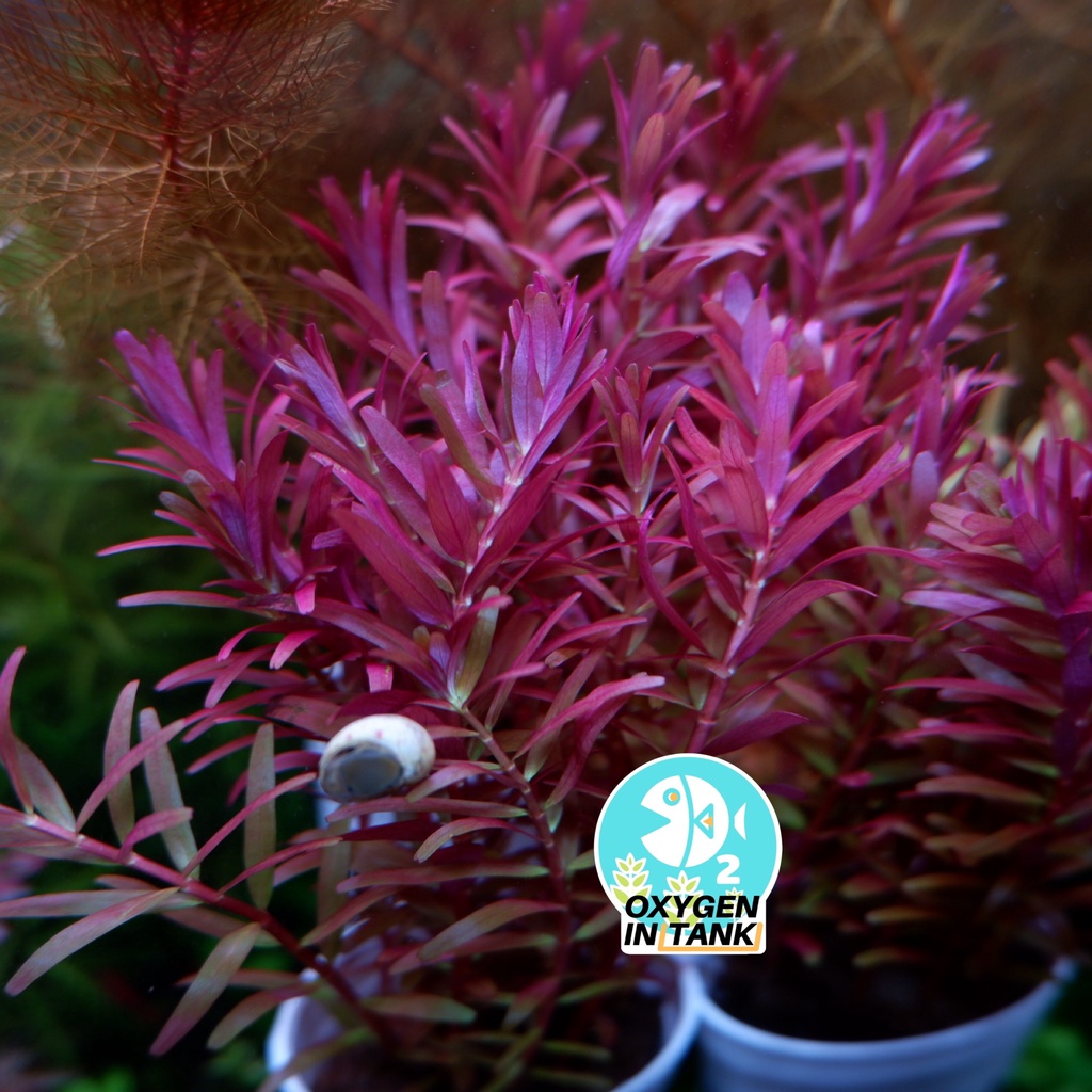 โรทาร่า โคโรลาต้าRotala sp. Colorata ขาย ชุดละ 3 กิ่ง และ 5 กิ่ง (พร้อม ...