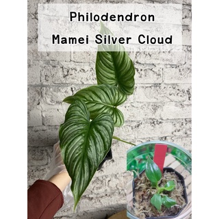 ฟิโลเดนดรอนมามิอายซิลเวอร์คราวด์ (Philodendron Mamei Silver Cloud) ไม้เพาะเลี้ยงเนื้อเยื่อ อนุบาลแล้ว