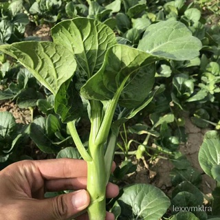 Chinese Kale Seeds - Vegetable Seedsเด็ก/ผักชี/คื่นฉ่าย/บ้านและสวน/แม่และเด็ก/กางเกง/เมล็ด/กุหลาบ/เมล็ด/ดอกทานตะวัน/ J4E