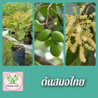 ต้นสมอไทย 🌱สมุนไพรไทย🌱