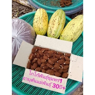 🍀เมล็ดงอกโกโก้ พร้อมปลูก พันธุ์ชุมพร1 เมล็ดละ 1-2 บาท พร้อมเมล็ดแถม อายุต้นพันธุ์ 30++🍀