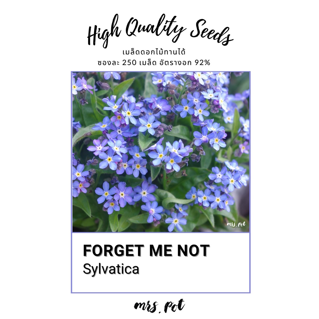 เมล็ดดอกไม้กินได้ ฟอเก็ตมีนอท Forget Me Not (Sylvatica) รหัส116