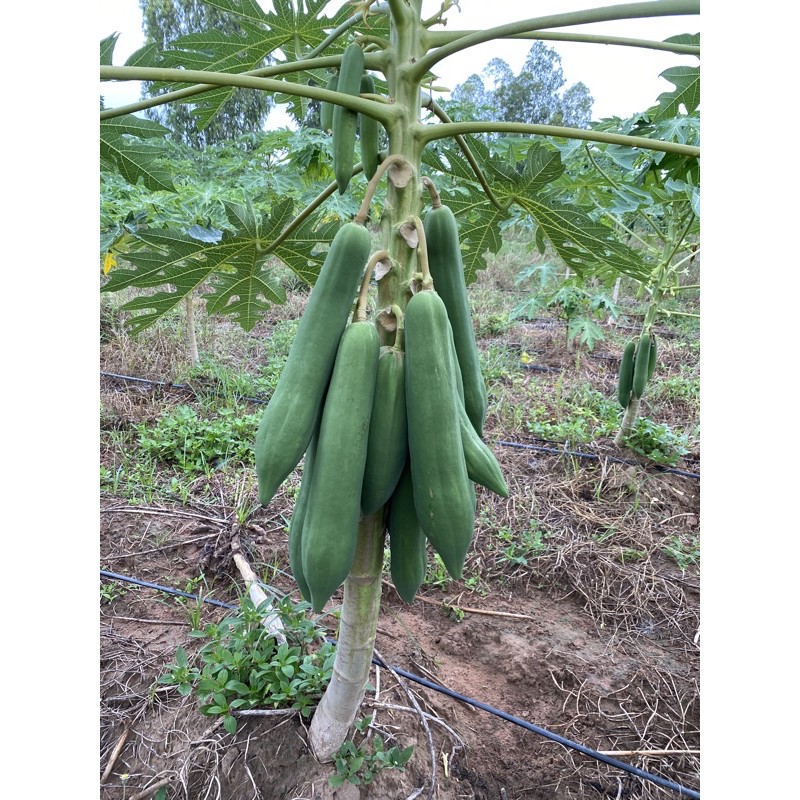 ซื้อ 1 แถม 1 เมล็ดพันธ์ุมะละกอแขกนวลสำหรับตำ ผลดก ลูกยาว ต้นเตี้ย

<p>“><center></p>
<h4></h4>
<p><p><font color=