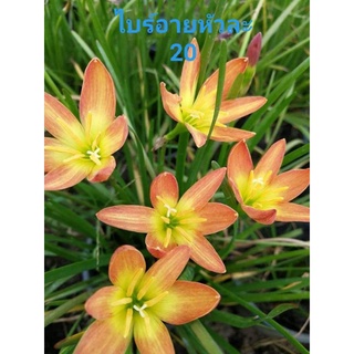 บัวดินไบร์ทอาย(หัวขนาดออกดอก)