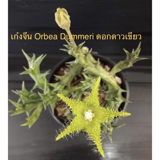 กิ่งเก๋งจีน Orbea Dummeri ดอกดาวเขียว ค่ะ🙀🙀🙀✌️✌️ แคคตัสดอกสวย