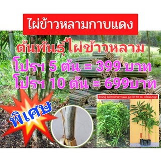 ขายต้นพันธุ์ไผ่ข้าวหลามกาบเเดง ราคาพิเศษ 5 ต้น = 399 บาท 10 ต้น = 699 บาท