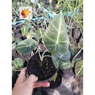 อโลคาเซียแบล็คเวลเวทใบกำมะหยี่ Alocasia Black Velvet