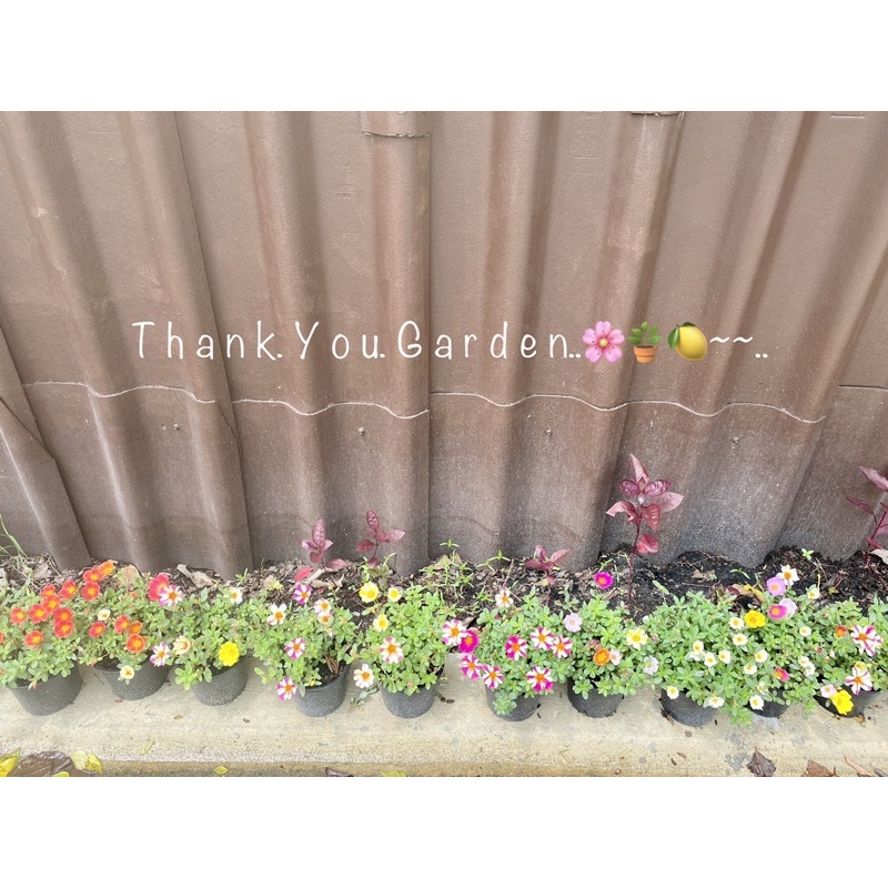 ต้นคุณนายตื่นสาย (ส่งทั้งกระถาง 5 นิ้ว) Moss Rose #sunrose