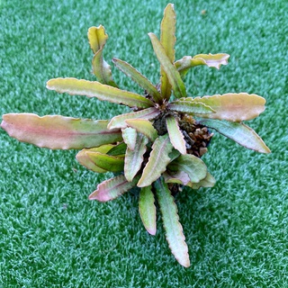 Euphorbia crassicaulis v.rubrifolia ฟรองซัว F006