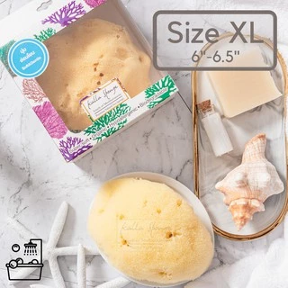 KALLA SPONGE ฟองน้ำธรรมชาติ ชนิด Fine Silk สีเหลือง ฟองน้ำ สำหรับล้างหน้าและอาบน้ำ เด็กและทารก