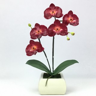 OrientalFineArt  กระถางกล้วยไม้แต่งบ้าน Phalaenopsis กล้วยไม้ฟาแลนจัดในกระถางเซรามิคสไตล์โมเดิร์น(AM-14-CRM F25)