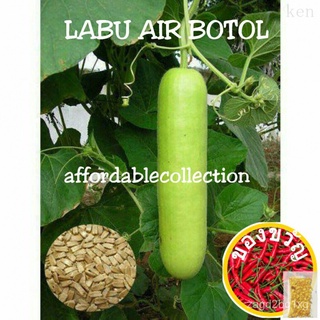 (เมล็ด) F1ผสมเมล็ดน้ำเต้าขวดที่ให้ผลผลิตสูง/กระโปรง Biji Beni Hesayur Labu Air Botor/สวน/ผักชี/ผักกาดหอม/แม่และเด็ก/เด็ก