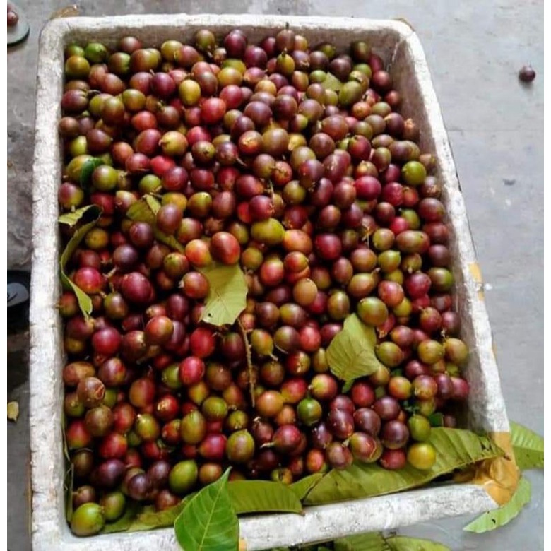 ต้นกล้าลำไยคริสตัลสีแดง สูงประมาน40ซม.