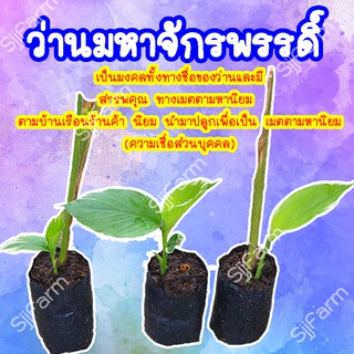 1 ต้น ว่านมหาจักรพรรดิ์ ว่านตระกลูขมิ้นจะขยายพันธุ์ด้วยหัว มีประกันระหว่างขนส่ง สินค้าพร้อมจัดส่ง