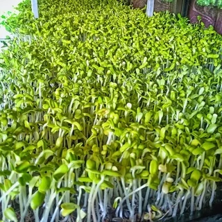 เมล็ดต้นอ่อนทานตะวันลายไทย 1 กก. อัตราการงอกสูง
