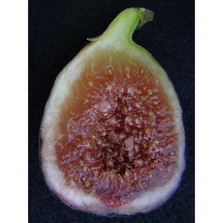 Figs ต้นมะเดื่อฝรั่ง พันธุ์ Black Genoa (แบล๊กจีนัว)พร้อมกระถาง 6 นิ้ว ลำต้นสูง 45-50 ซม