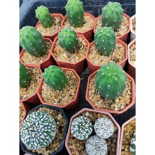 มาตูกาน่า Matucana madisoniorum🌵♍🌵♍🌵♍🌵♍