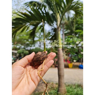 เมล็ดต้นพันธุ์ปาล์มหางกระรอก foxtail palm พร้อมปลูก เม็ดละ 5 บาท