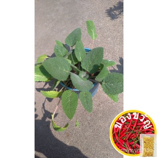茂丰~เมล็ด แคลรี่เซจ Clary sage $35/ของแผนภูมิ, การซูม儿童/seeds/手链/花园/香菜/向日葵/通心菜/生菜/上衣/木瓜//กุหลาบ A2YG