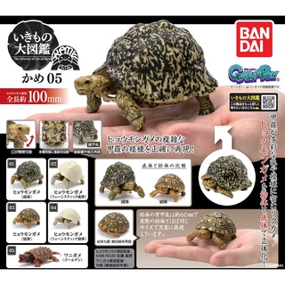 (เพิ่ม 4 แบบพร้อมส่ง) Gachapon กาชาปองเต่า KAME Tortoise Bandai Vol.5 โมเดลเต่า