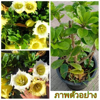 ขายต้น ถ้วยทอง ดอกขาว 1 ต้น (ภูริมาศ)