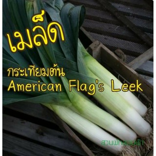 เมล็ด กระเทียมต้น 50 เมล็ด10บาทAmerican Flags Leek เมล็ดพันธุ์แท้100%