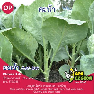 เมล็ดพันธุ์  คะน้าออเจ้า บรรจุ 10 กรัม [โปรโมชั่น ซื้อ10ซอง แถมฟรี 1ซอง]