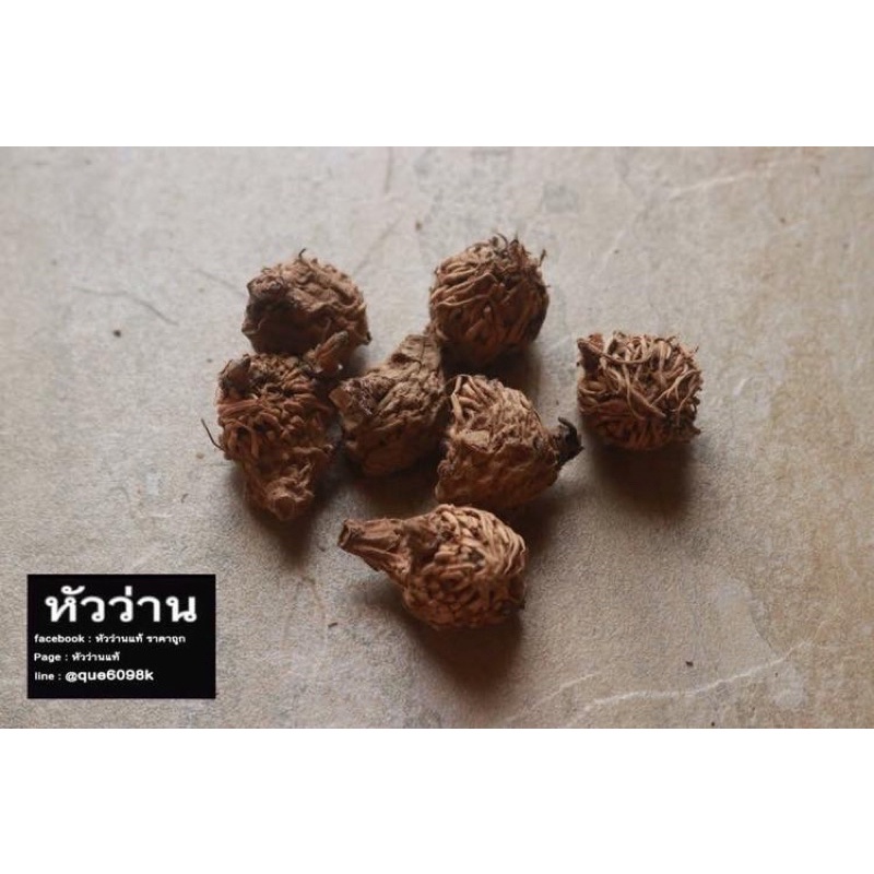 ว่านเพชรกลับ(ขาว) ขายเป็นหัว – โปรปัง