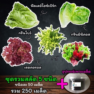 ผักสลัด 5 ชนิด🦚 พร้อมอุปกรณ์เพาะเมล็ดทั้ง 5 ชนิด 🦚เมล็ดสลัด เมล็ดผักสลัด เมล็ดพันธุ์ผักสลัด ไฮโดรโปนิกส์ รวม 250 เมล็ด