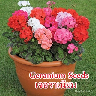 （เมล็ดพันธุ์ ถูก คละ）100Pcs เจอราเนียม Multi Color Geranium Seeds Flower Seeds เมล็ดดอกไม้ มงคล แต่งบ้านและสวน Plants Se