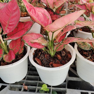 Aglaonema Super Red อโกลนีมา ต้นซุปเปอร์เรด ต้นไม้ฟอกอากาศ กระถาง 6 นิ้วสีขาว #ต้นไม้มงคล