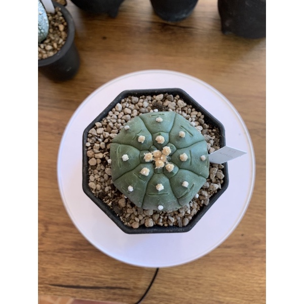 Cactus 🌵 Astrophytum ekubo (แคคตัส แอสโตรไฟตัม อิคุโบะ ไม้เมล็ด)