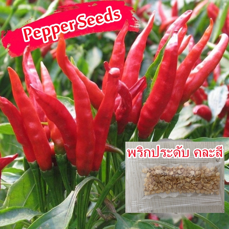 Hybrid Hot Pepper Seeds/Jalapeno Seedsพริกประดับ คละสี 200 เมล็ด
