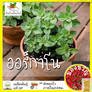 เมล็ดอวบอ้วน100%เมล็ดพันธุ์ ออริกาโน 500 เมล็ด Oregano เมล็ดพันธุ์แท้ นำเข้าจากต่างประเทศ พืชผัก สวนครัว ปลูกง่าย โตไวเม