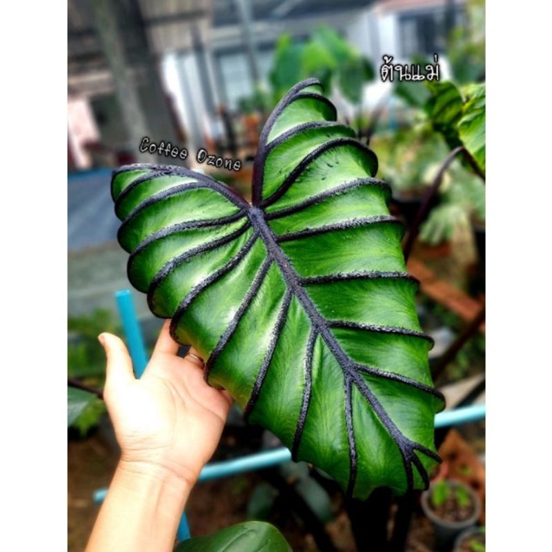 หน้ากากฟาโรห์ 🌱Colocasia Pharaoh's Mask🌱