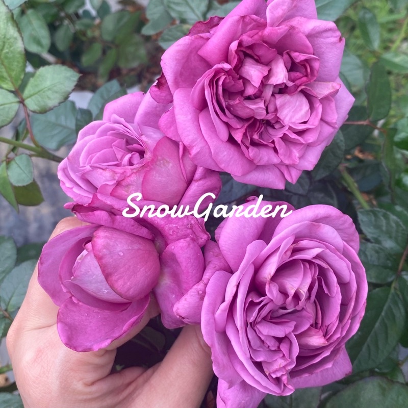 กุหลาบ Thank You Rose (ติดดอก) แต๊งกิ้วโรส ต้นไม้พุ่มสวยดอกสีม่วง