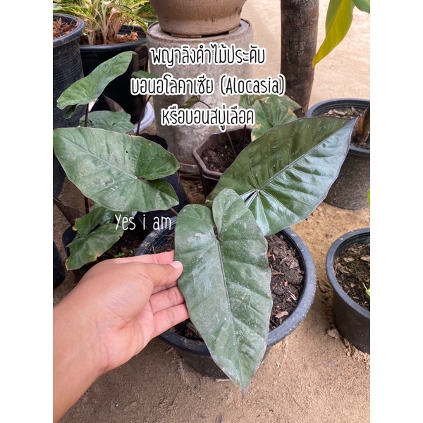 (พร้อมส่ง) พญาลิงดำ ไม้ประดับ บอนอโลคาเซีย (Alocasia)หรือบอนสบู่เลือด