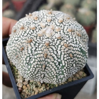 แอสโตร​ไ​ฟตั้​ม​ ลายสวย ขนาดใหญ่​ #แคสตัส castus​ astrophytum แอสโตร แอสโตร​ไ​ฟตั้​ม แอสโตรไฟตัม กระบองเพชร แอสโตรวี