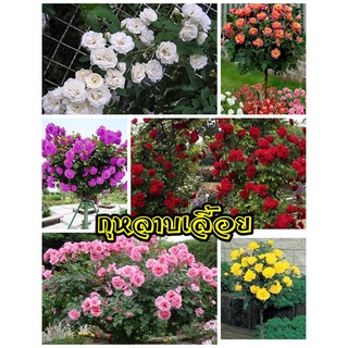 🏵️🌸เมล็ดกุหลาบเลื้อยClimbing Rose มีมา 7 สี