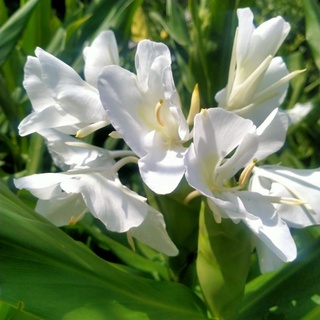 ว่านมหาหงส์ ว่านมหาหงส์ ดอกขาวล้วน (หอม)   ต้นสะเลเต / butterfly lily / ต้นสเลเต 999garden