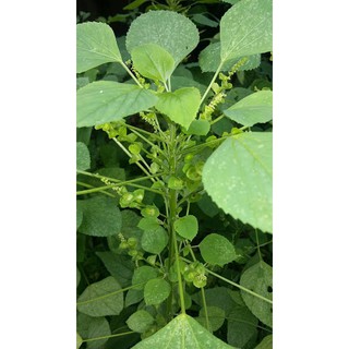 เมล็ดตำแยแมว  ซองละ 29   บาท  สำหรับคนรักแมวห้ามพลาดคะ ปลูกง…