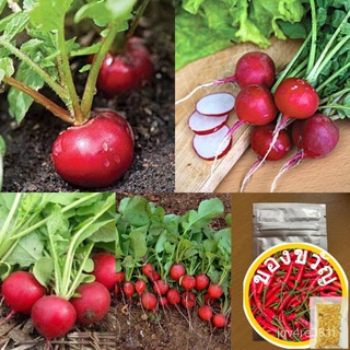 เมล็ดอวบอ้วน100%เมล็ด : เมล็ดเรดิส เชอร์รี่ เบลล์ Cherry Belle Radish Seed เรดิส เรดิช เมล็ดผัก เมล็ดพันธุ์ 30-60 เมล็ดเ