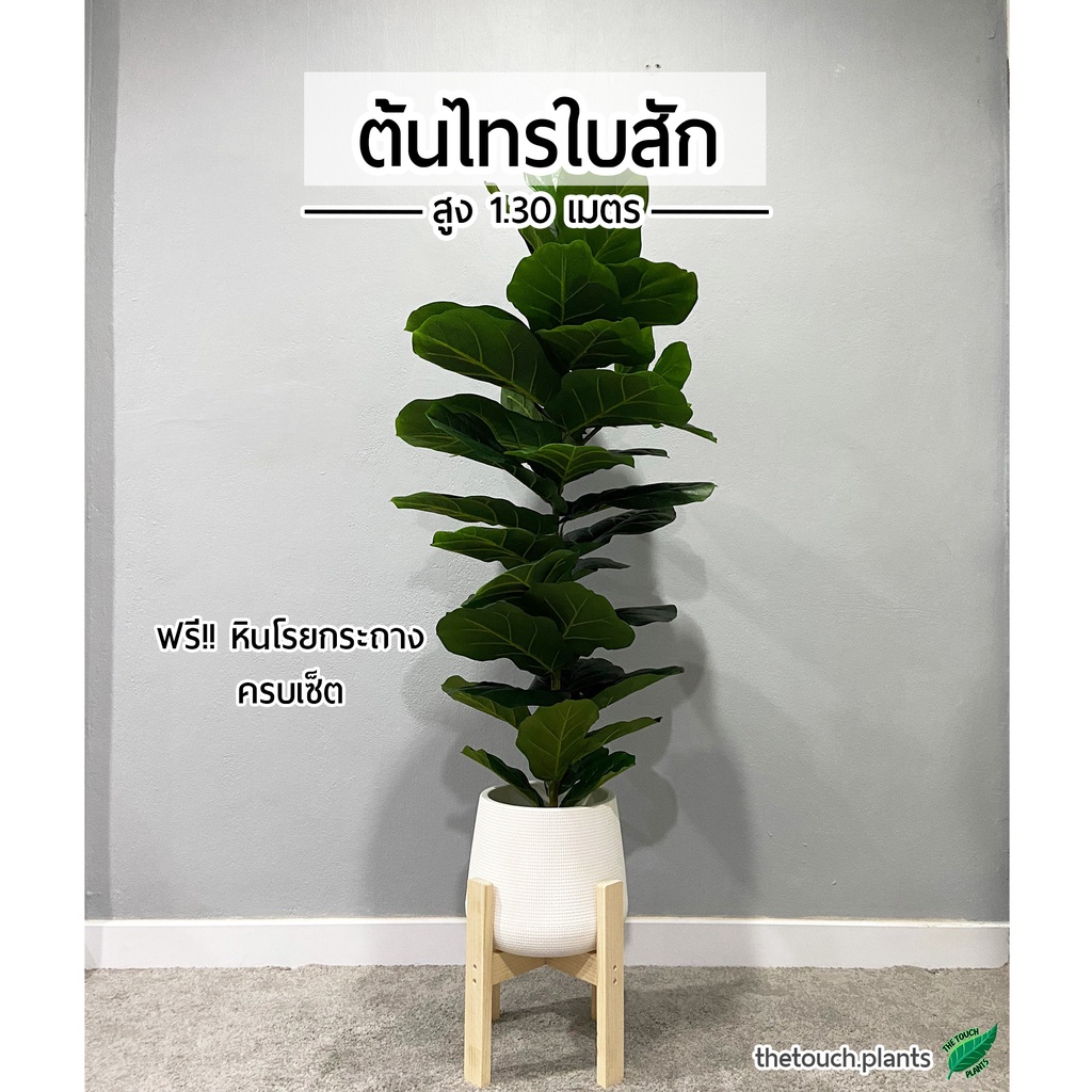 ต้นไทรใบสัก สูง 1.3 เมตร ทรงสูง ต้นไม้ปลอม พร้อมกระถางหยดน้ำและหินสีขาวฟรี