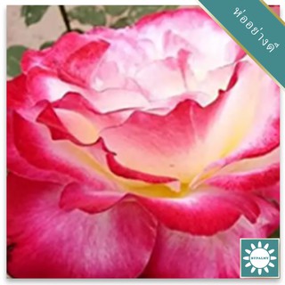 30 เมล็ด เมล็ดพันธุ์ กุหลาบ สตาร์แอนด์สไตร้พส์ Tiger Striped Rose Seeds สี แดง-ชมพู