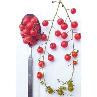 เมล็ด มะเขือเทศสะพูน เล็กสุดในโลก - Spoon Tomato