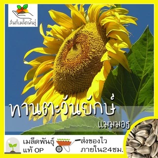เมล็ดพันธุ์ ชุดดอกทานตะวัน ขายดีที่สุด ปลูกง่าย โตไว ดอกดกสวย พร้อมส่ง ทานตะวันแคระ/โกลด์รัช/ซันโกลด์/ยักษ์แมมมอธ/สีแดง