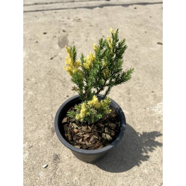 มุมมอง 4