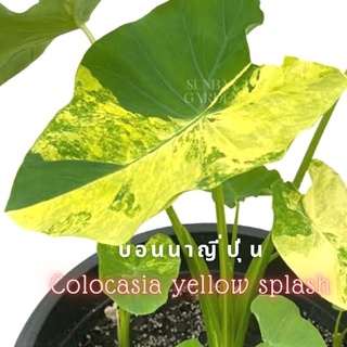 ☘️บอนนาญี่ปุ่น☘️Colocasia yellow splash