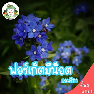 เมล็ดพันธุ์ ฟอร์เก็ตมีน็อต แอฟริกา ทนร้อน African Forget me not seed 100 เมล็ด เมล็ดพันธุ์นำเข้าแท้ ดอกไม้ พร้อมส่ง ถูก